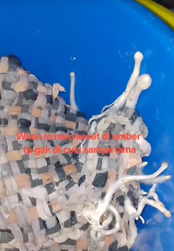 nyuci keset sampai berjamur © TikTok nyuci keset sampai berjamur © TikTok