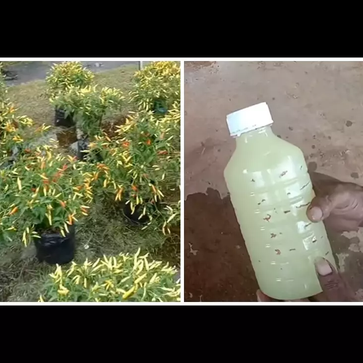 Bukan diberi garam, ini cara menyuburkan pohon cabai agar buahnya lebat rimbun dengan 1 bumbu dapur