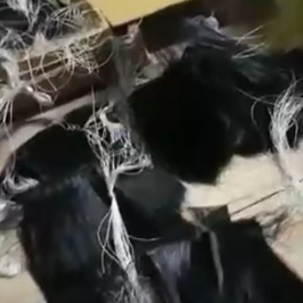 9 Proses pembuatan bulu mata palsu serba manual ini hasil akhirnya rapi bak pakai mesin