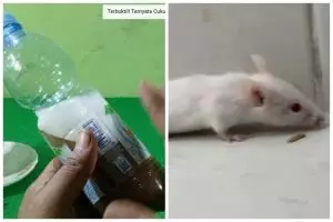 Tanpa meletakkan kapur barus, ini cara ampuh mengusir tikus cuma andalkan 2 bahan dapur