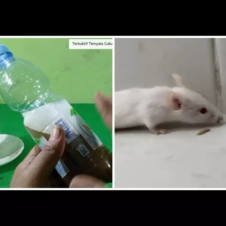 Tanpa meletakkan kapur barus, ini cara ampuh mengusir tikus cuma andalkan 2 bahan dapur