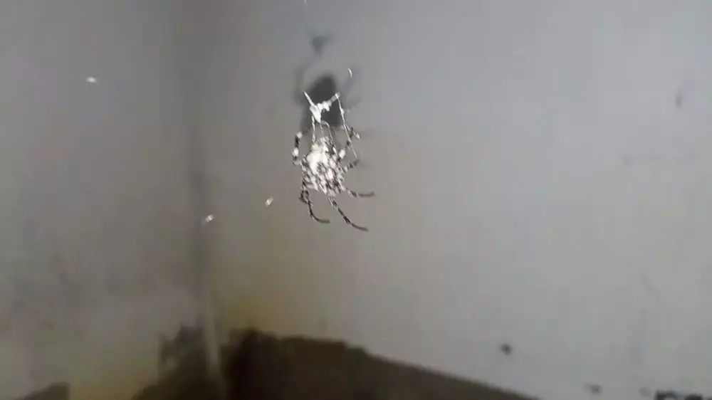 cara usir laba-laba pakai larutan cuka © 2024 brilio.net