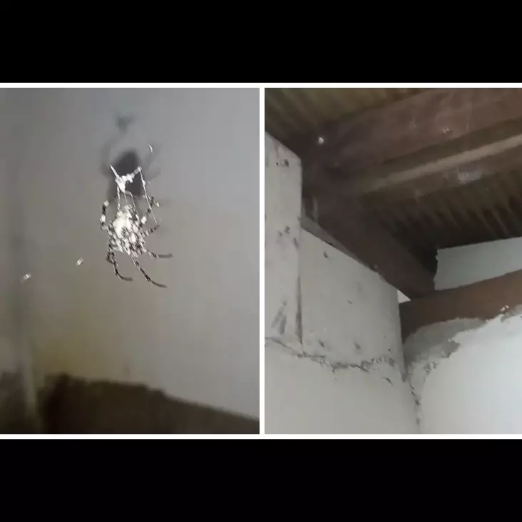 Bukan pakai sapu, ini cara mengusir laba-laba dan mencegahnya bersarang lagi cuma butuh 1 bahan dapur