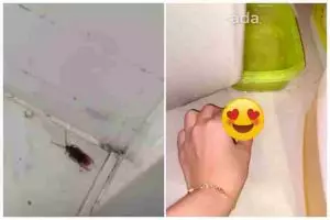 Tanpa semprotkan racun, ini trik ampuh mengusir kecoak cuma pakai 2 bahan dapur