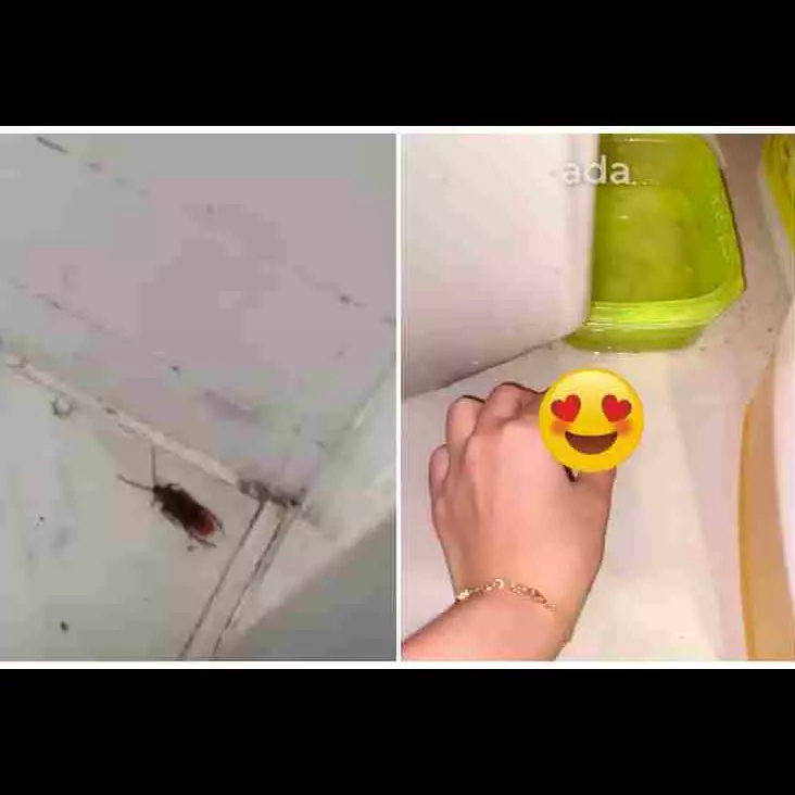 Tanpa semprotkan racun, ini trik ampuh mengusir kecoak cuma pakai 2 bahan dapur