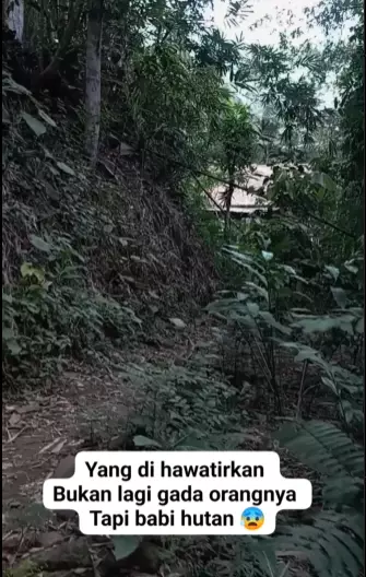 paket di tengah hutan © Instagram