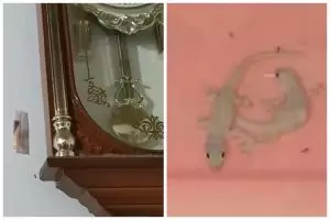 Tak perlu pakai perangkap, ini trik ampuh usir cicak cuma andalkan 2 bahan dapur