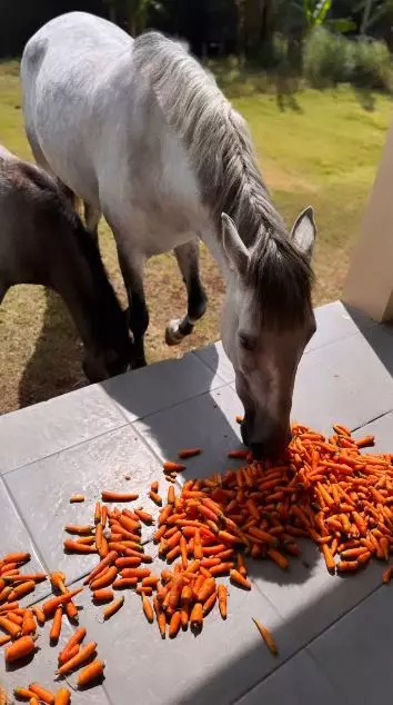 chacha frederica ubah jadi mini zoo © 2024 Instagram