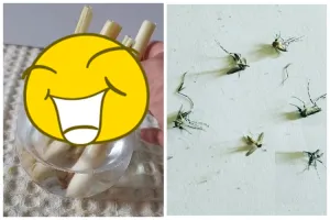Tanpa menimbulkan asap, ini cara ibu-ibu basmi nyamuk dan bau apek di kamar cukup pakai 1 rempah dapur
