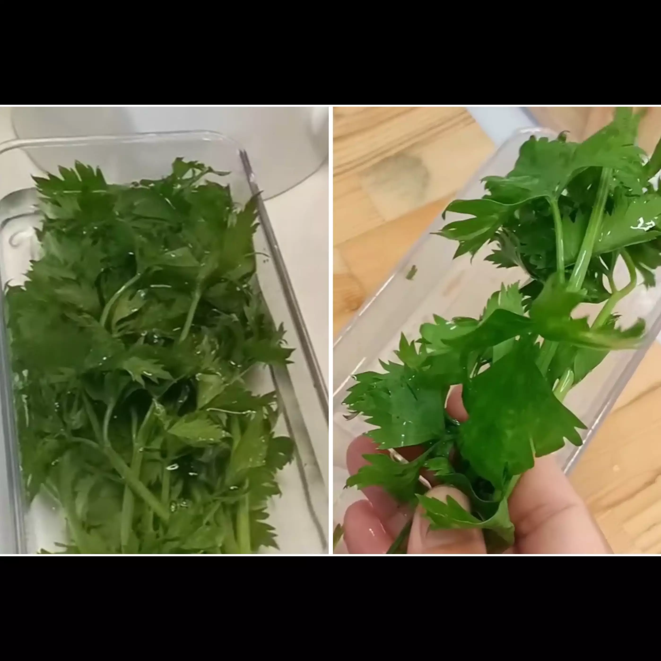 Tak pakai aluminium foil, ini trik simpan daun seledri agar awet hingga 9 hari andalkan 1 bahan dapur