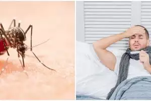 Chikungunya vs demam berdarah, pahami perbedaan dan persamaannya, lengkap dengan cara penanganannya