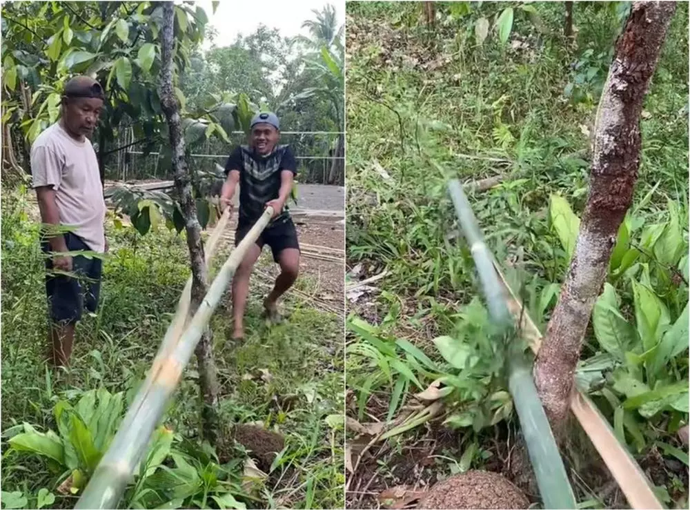 Lifehack nyeleneh membelah bambu efektif TikTok