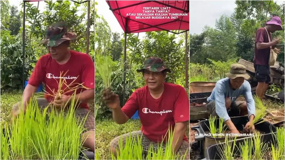 lifehack pertanian tanam padi di dalam koper Instagram