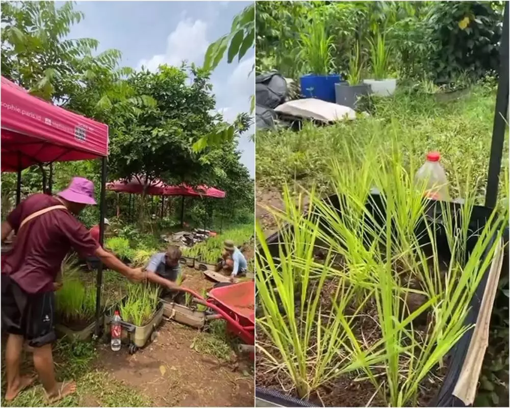 lifehack pertanian tanam padi di dalam koper Instagram