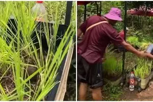 Tak perlu lahan luas, lifehack nyeleneh tanam padi dalam koper ini bikin bertani di rumah jadi mudah
