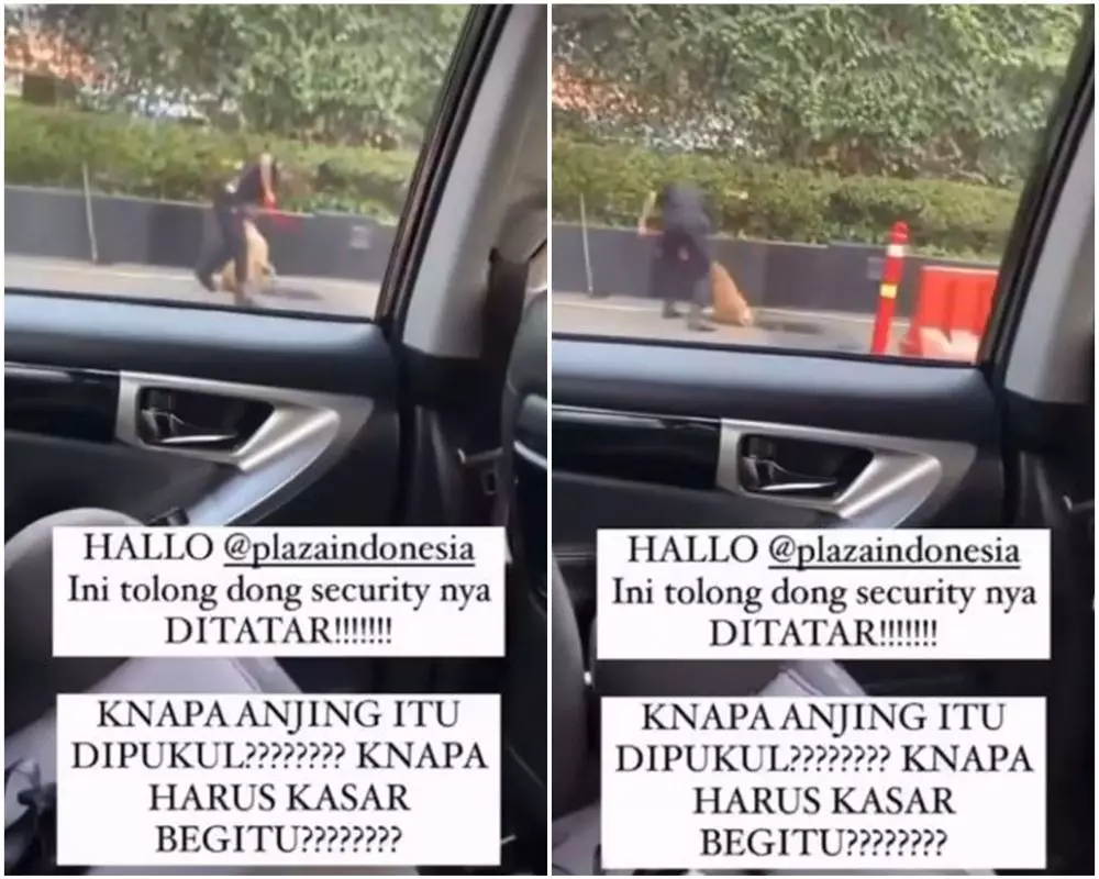 pihak plaza indonesia buka suara beber kondisi anjing © instagram