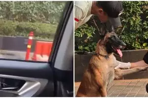 Viral aksi satpam mal siksa anjing penjaga, pihak Plaza Indonesia beberkan kondisinya kini