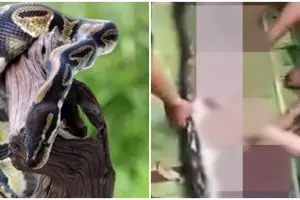 Kisah tragis wanita di Sulsel tewas dilahap piton sepanjang lima meter, jasad ditemukan dalam perut