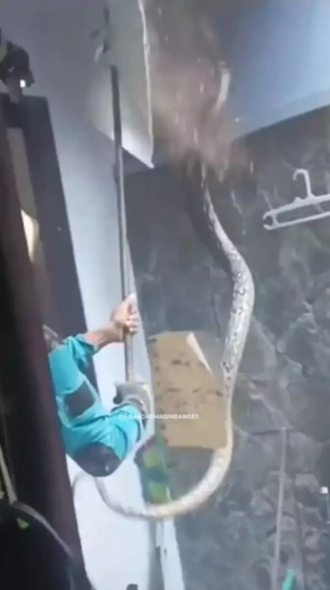 Cara Damkar deteksi ada ular besar di plafon rumah Instagram Cara Damkar deteksi ada ular besar di plafon rumah Instagram