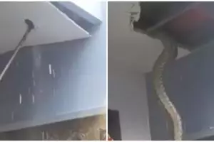 Cara petugas damkar deteksi ada ular besar di plafon rumah ini sepele tapi tepat sasaran
