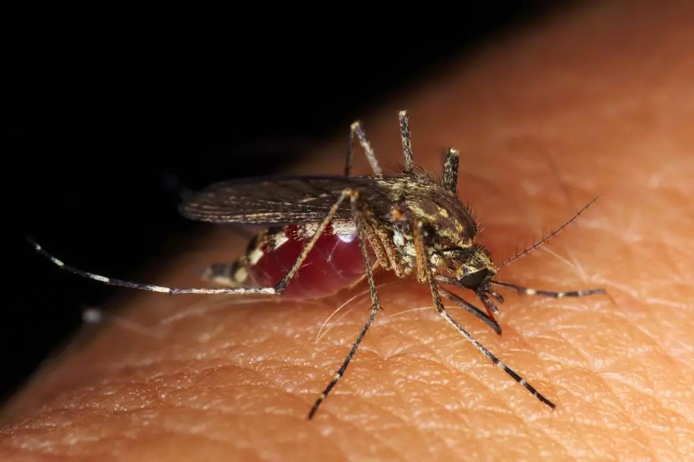 5 Fakta tentang bakteri Wolbachia © 2024 berbagai sumber 5 Fakta tentang bakteri Wolbachia © 2024 berbagai sumber