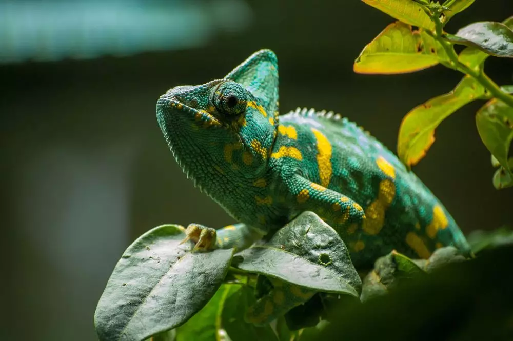 5 Fakta tentang bakteri Wolbachia © 2024 berbagai sumber 5 Fakta tentang bakteri Wolbachia © 2024 berbagai sumber