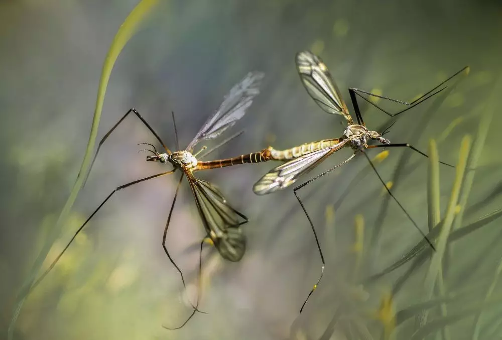 5 Fakta tentang bakteri Wolbachia © 2024 berbagai sumber 5 Fakta tentang bakteri Wolbachia © 2024 berbagai sumber