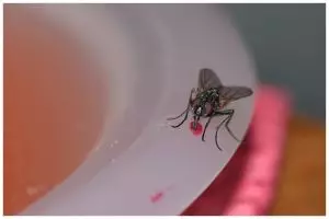 Tak lagi repot menyemprotkan obat serangga, ini trik cegah lalat masuk ke rumah andalkan 1 alat dapur