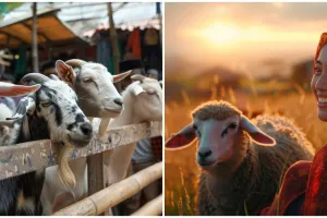 100 Kumpulan kata indah tentang Idul Adha 2024, pengingat untuk saling berbagi