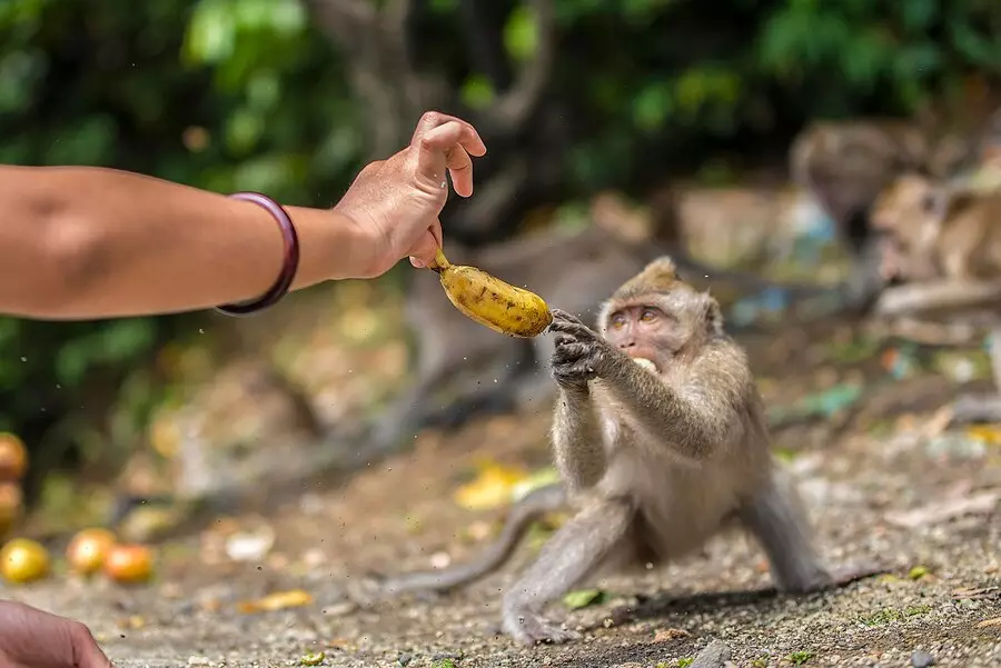 Waspada virus cacar monyet freepik.com  Waspada virus cacar monyet freepik.com