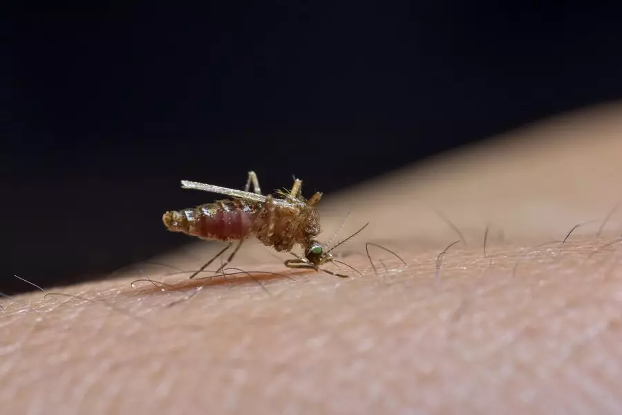 Mengenal nyamuk Wolbachia freepik.com