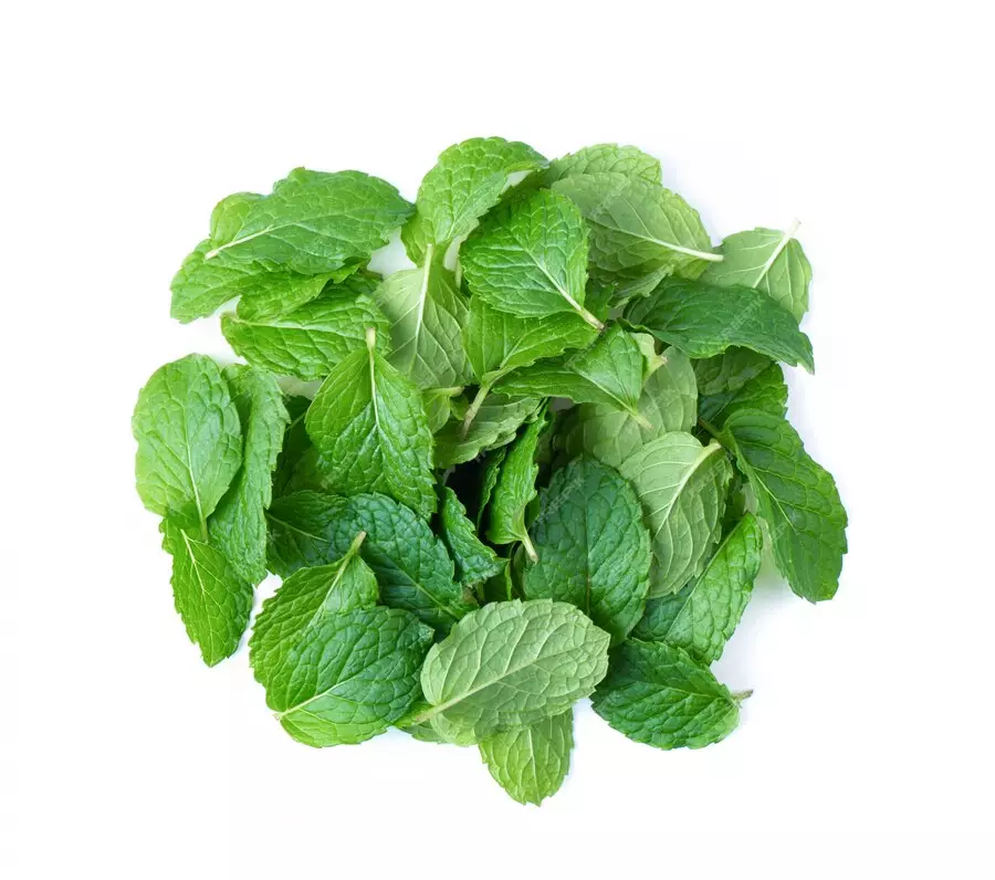 Mengenal nyamuk Wolbachia freepik.com