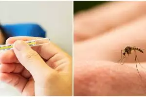 Mengenal nyamuk Wolbachia, inovasi baru untuk mengatasi demam berdarah (DBD)