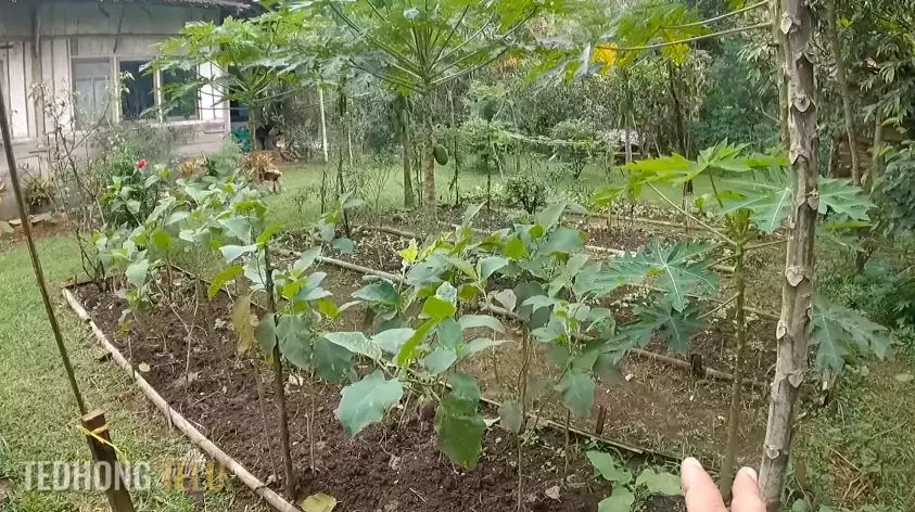 rumah suami istri pensiunan di pelosok hutan © YouTube