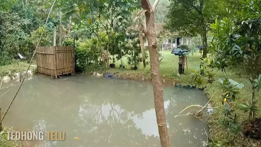 rumah suami istri pensiunan di pelosok hutan © YouTube