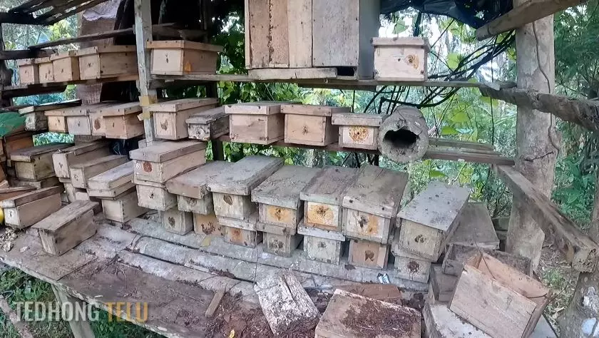rumah suami istri pensiunan di pelosok hutan © YouTube