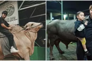 7 Seleb ini pilih sapi jumbo untuk kurban Idul Adha 2024, Irfan Hakim kurbankan empat ekor sapi