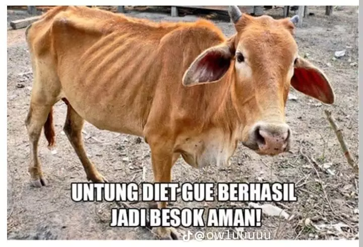 Meme kocak cara hewan kurban nyamar dari berbagai sumber Meme kocak cara hewan kurban nyamar dari berbagai sumber