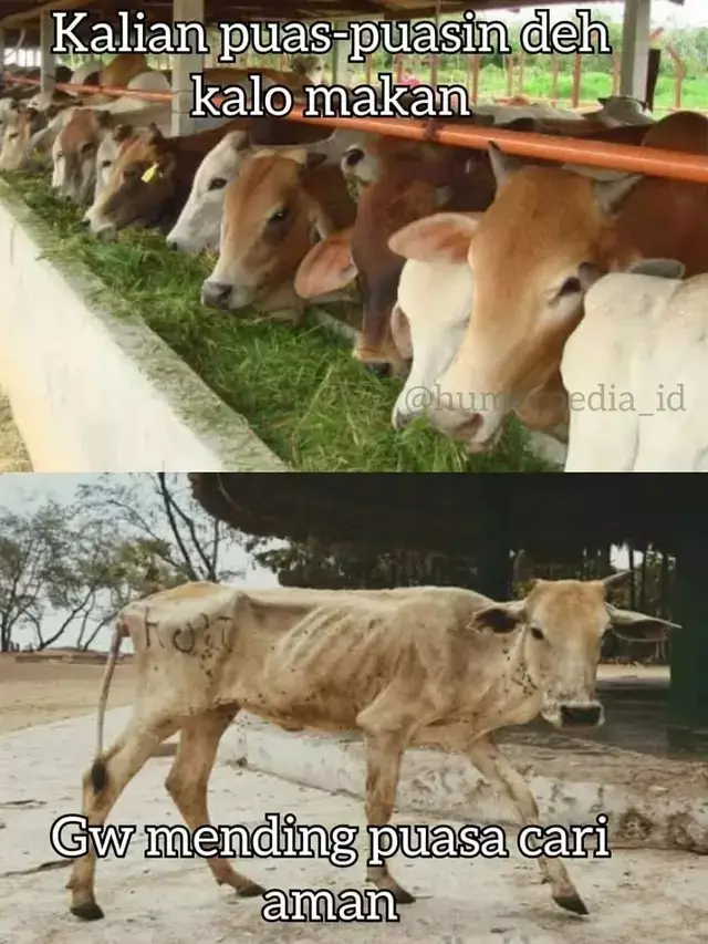 Meme kocak cara hewan kurban nyamar dari berbagai sumber Meme kocak cara hewan kurban nyamar dari berbagai sumber