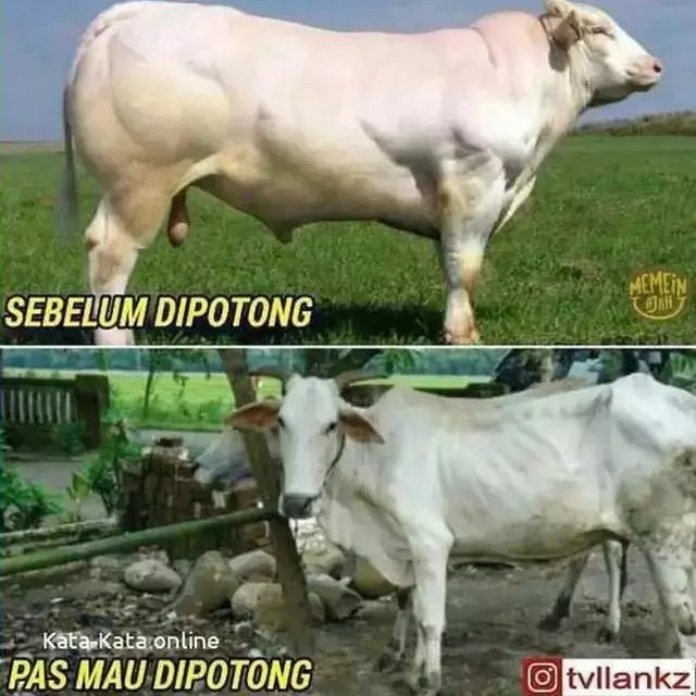 Meme kocak cara hewan kurban nyamar dari berbagai sumber Meme kocak cara hewan kurban nyamar dari berbagai sumber