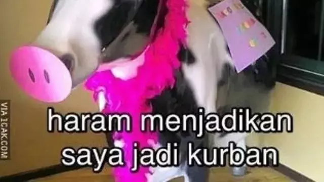Meme kocak cara hewan kurban nyamar dari berbagai sumber Meme kocak cara hewan kurban nyamar dari berbagai sumber