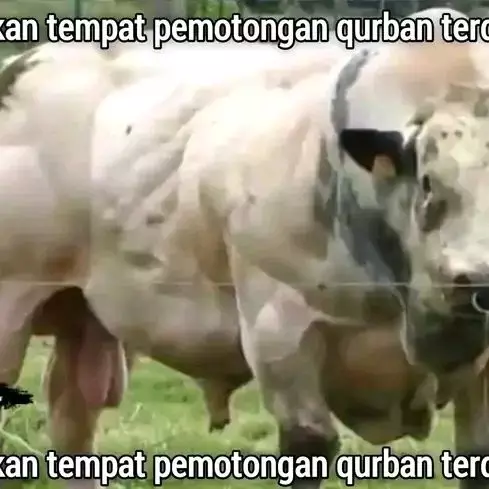 Meme kocak cara hewan kurban nyamar dari berbagai sumber Meme kocak cara hewan kurban nyamar dari berbagai sumber