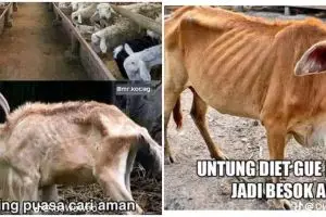 7 Meme kocak cara hewan kurban nyamar untuk menghindari nasib ini bikin terheran-heran, idenya brilian