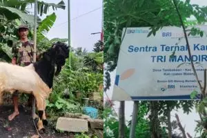 Peternak kambing ini banjir pembeli dari semua penjuru, sukses majukan usaha berkat pemberdayaan BRI