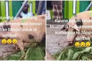 Belum paham agama, mualaf di Papua salah bawa hewan kurban ke masjid ini niatnya patut diapresiasi