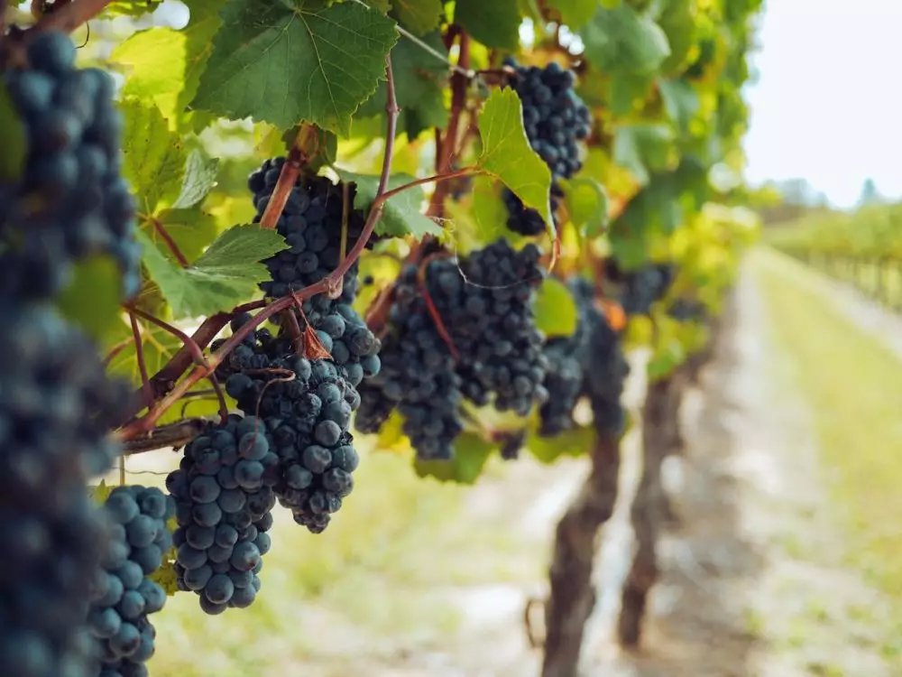 Makanan yang bantu detoks paru-paru bagi pasien Penyakit Paru Obstruksi Kronik atau PPOK © 2024 pexels.com