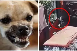 Kronologi bocah di Jaksel digigit anjing tetangga hingga bagian saraf air mata putus