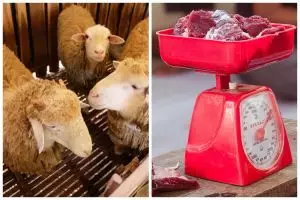 Tak perlu daun pepaya, ini trik menyimpan daging domba agar tidak alot dan tetap enak saat diolah