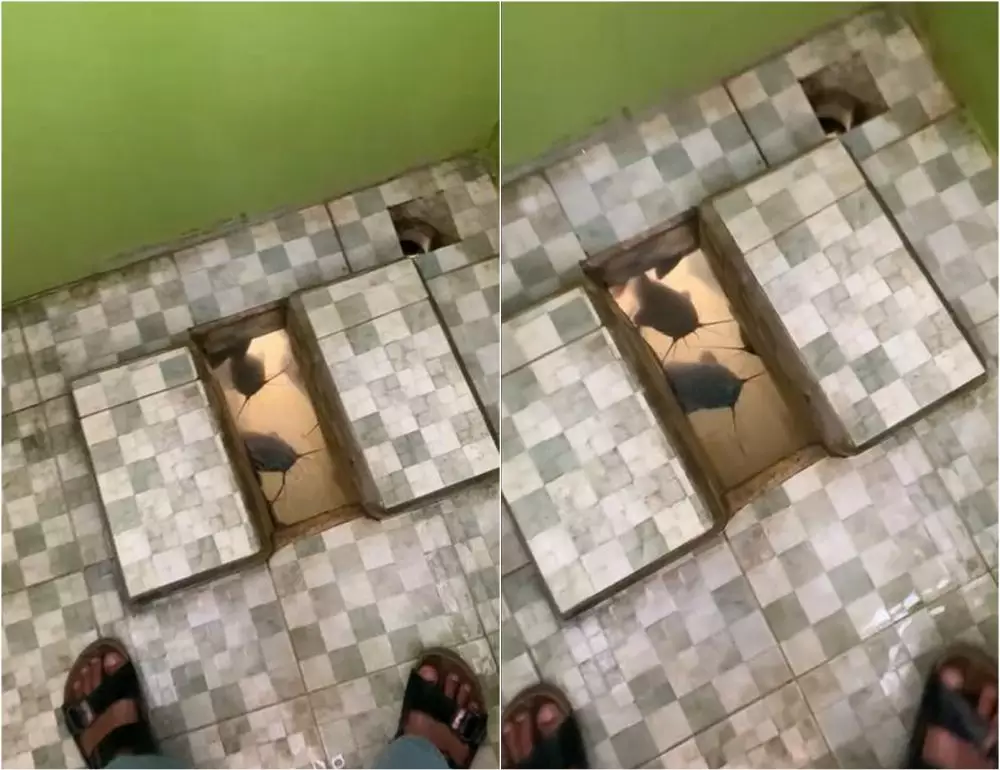 Potret nyeleneh wc kamar mandi ikan lele TikTok Potret nyeleneh wc kamar mandi ikan lele TikTok