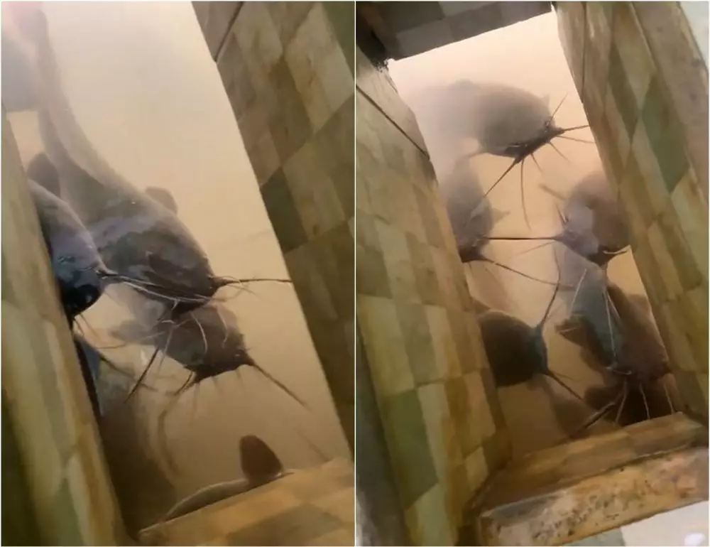 Potret nyeleneh wc kamar mandi ikan lele TikTok Potret nyeleneh wc kamar mandi ikan lele TikTok